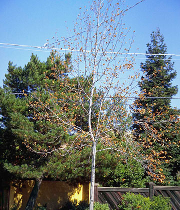 Photo: Browning and defoliation of tulip tree