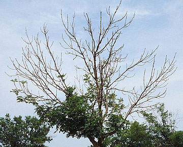 Photo: Ash tree becoming defoliated (losing leaves) and dying back