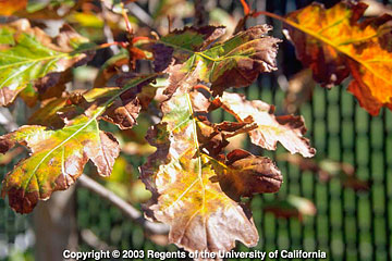 Photo: Leaves of deciduous oak are discolored and tattered