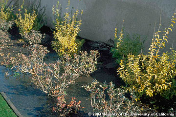 Photo: Chlorotic and declining shrubs