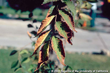 Photo: Older leaves are yellowing