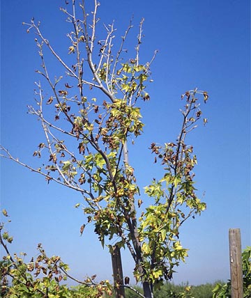 Photo: This sweetgum tree exhibits severe chlorosis and defoliation at the branch tips