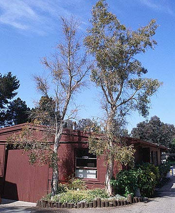 Photo: Melaleuca tree with extensive leaf chlorosis appears to be dying back