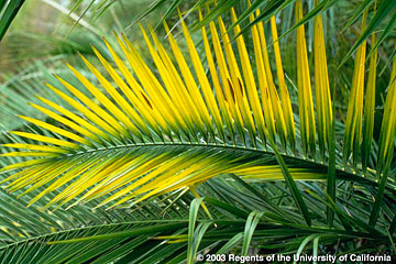 Photo: Yellowing of leaves of Senegal date palm