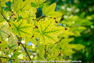Photo: Interveinal chlorosis of leaves on red maple