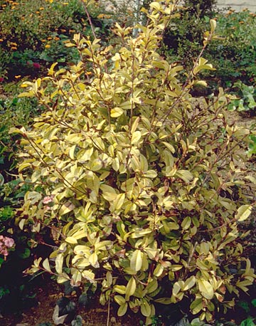 Photo: Severe chlorosis and bleaching of photonia
