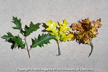 Photo: Chlorosis and necrosis of leaves on pin oak