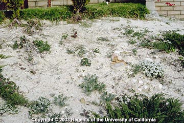 Photo: Heavy deposits of carbonate salt are visible; some plant species exhibit damage