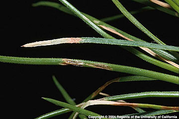 Photo: Damages on conifer needles
