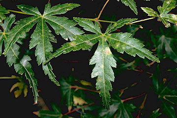Photo: Necrotic spotting on maple leaves