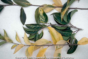 Photo: Veinal chlorosis in top foliage of zelkova and overall chlorosis in bottom foliage of xylosma
