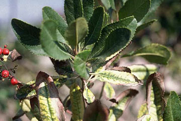 Photo: Chlorosis and browning of leaves on toyon