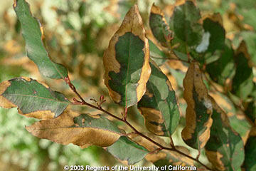 Photo: Necrosis of eucalyptus leaves