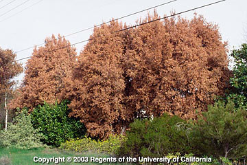 Photo: Foliage turned reddish brown throughout the canopy of Australian brush cherry