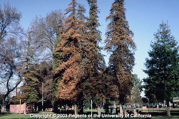 Photo: The coast redwood trees are reddish brown in color