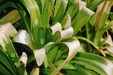 Photo: The agapanthus is bleached and necrotic