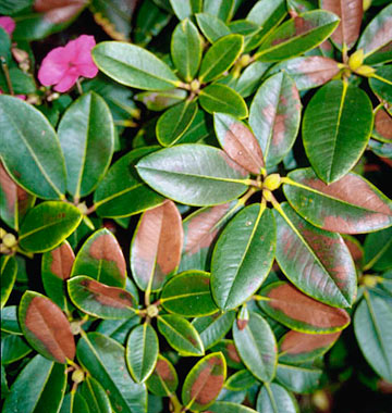 Photo: Growing tips of rhododendron bush are reddish brown and necrotic
