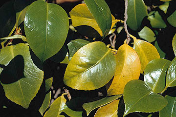 Photo: Yellowing of leaves on camellia bush