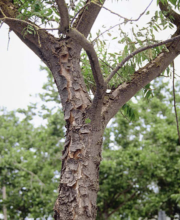 Photo: Bark is injured on the trunk of this Chinese pistache