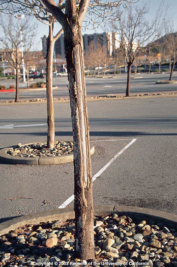Photo: Drying, cracking, and bark fallout on ash tree in parking lot