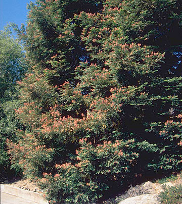 Photo: Reddish brown foliar damage on windward side of conifer