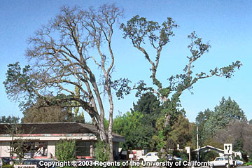 Photo: This valley oak tree is declining