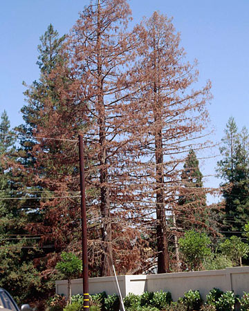 Photo: Coast redwood turning reddish brown and dying