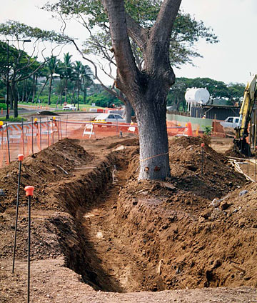 Photo: Trenching next to this tree will have severe impacts