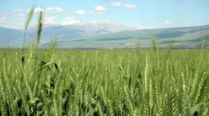 Israel Water Reuse Virtual Tour (Webcast)